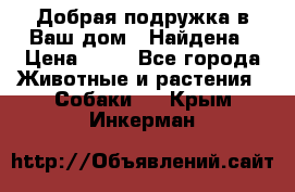 Добрая подружка,в Ваш дом!!!Найдена › Цена ­ 10 - Все города Животные и растения » Собаки   . Крым,Инкерман